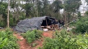 En operativo, destruyen campamentos y 6 toneladas de marihuana en Canindeyú
