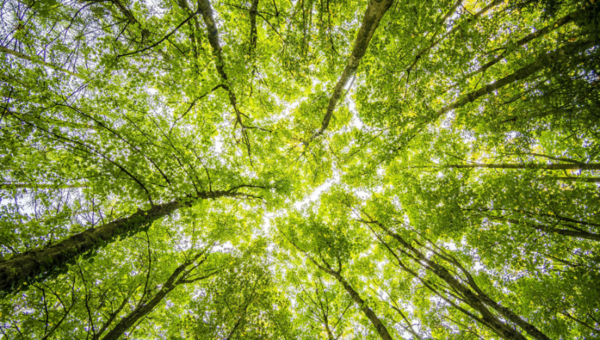 Inversión Forestal Sostenible: un encuentro clave para el futuro del sector en Paraguay