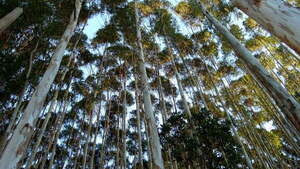 Paraguay como punto de encuentro para la inversión forestal sostenible en América Latina