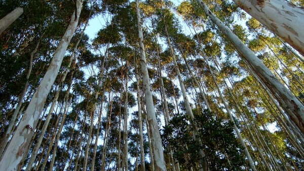 Paraguay como punto de encuentro para la inversión forestal sostenible en América Latina