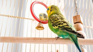 Evitar tener aves en cautiverio