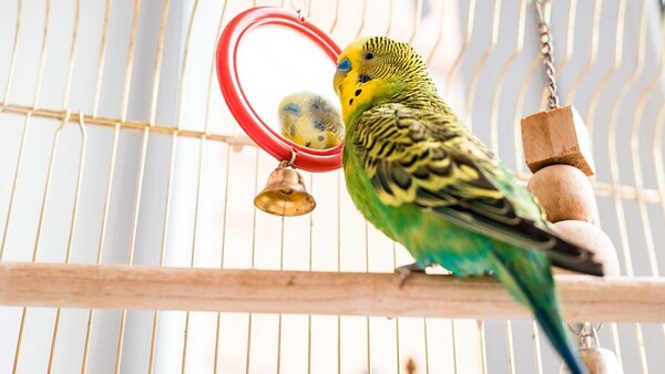 Evitar tener aves en cautiverio