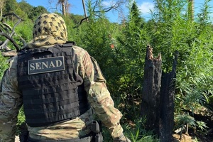 SENAD anula bases de producción de drogas en zona de influencia de grupos terroristas