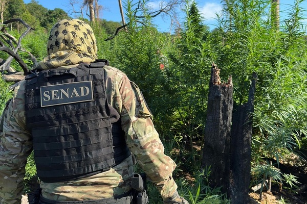 SENAD anula bases de producción de drogas en zona de influencia de grupos terroristas