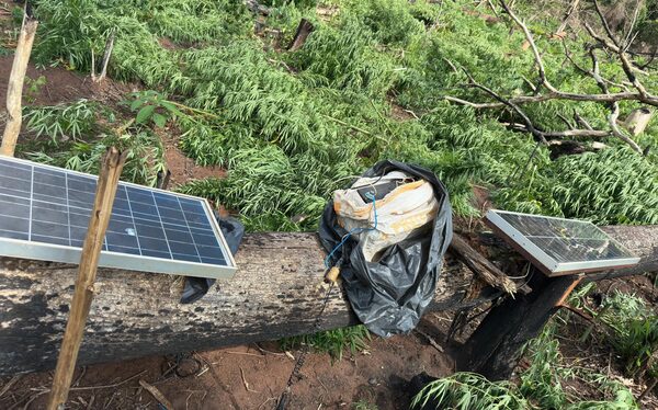 Eliminan 39.000 kilos de marihuana y causan perjuicio superior a USD 1 millón a organizaciones criminales - .::Agencia IP::.