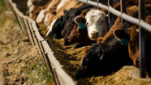Argentina registra mayor cantidad de animales encerrados en corrales de engorde