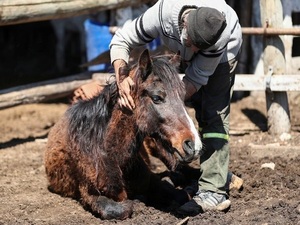 Continúan confirmando casos positivos de Encefalomielitis Equina en Argentina