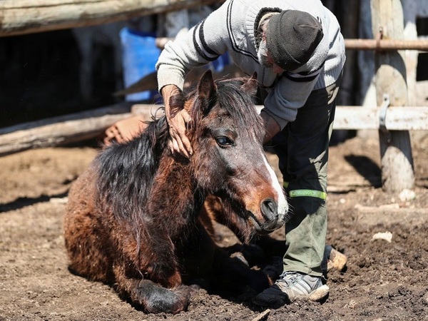 Continúan confirmando casos positivos de Encefalomielitis Equina en Argentina