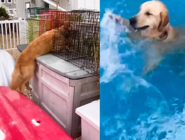 [VIDEO] Un firulais bien cheto y caradura: se escapa de su casa para ir a lo del vecino ¡que tiene pileta!