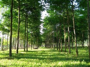 Inversi贸n Forestal Sostenible: un encuentro clave para el futuro del sector en Paraguay
