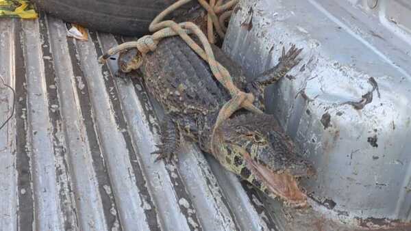 Yacaré causó sustazo en un shopping de Ciudad del Este
