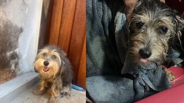 ¡Milagro! Encontró a su perrita después de 7 meses de búsqueda