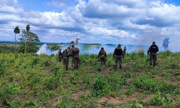 Destruyen 27 hectáreas de marihuana en Yhú – Prensa 5