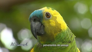 Al Natural: Fauna y flora del Chaco seco - SNT