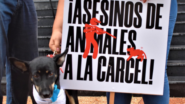 Ejecutivo promulga aumento a seis años de cárcel pena por maltrato animal