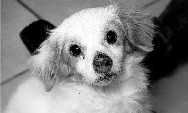 Ejecutivo promulga ley que eleva a 6 años de cárcel la pena por maltrato animal - OviedoPress