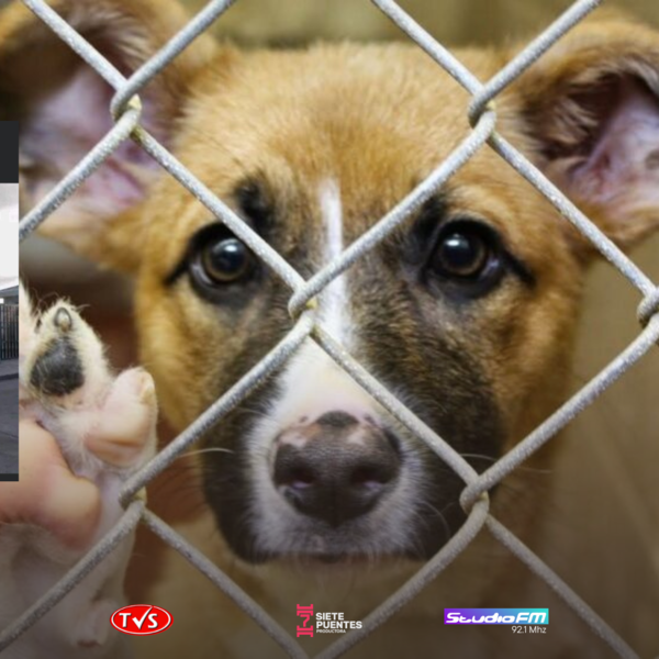 EJECUTIVO PROMULGA AUMENTO DE PENA POR MALTRATO ANIMAL: HASTA SEIS AÑOS DE CÁRCEL PARA LOS INFRACTORES - TVS