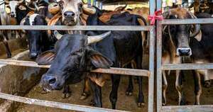 La Nación / Diputados franceses plantean un impuesto para la carne bovina del Mercosur