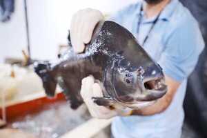 Itaipu insta a respetar la veda pesquera para preservar diferentes especies acuáticas - .::Agencia IP::.