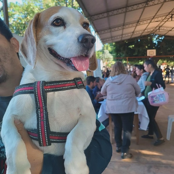 Peña promulga ley que eleva condena para maltratadores de animales - trece
