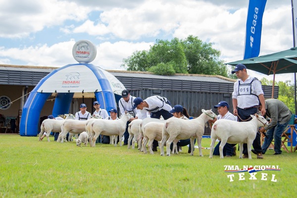 Ferusa Negocios remata los mejores Texel de la Expo Nacional 2024, este domingo