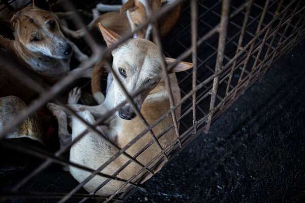 Director de Defensa, Salud y Bienestar Animal: “Hoy todos quieren defender la vida de los animalitos” - Nacionales - ABC Color