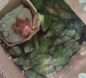 Rescatan a dos docenas de animales silvestres en Caacupé - Nacionales - ABC Color