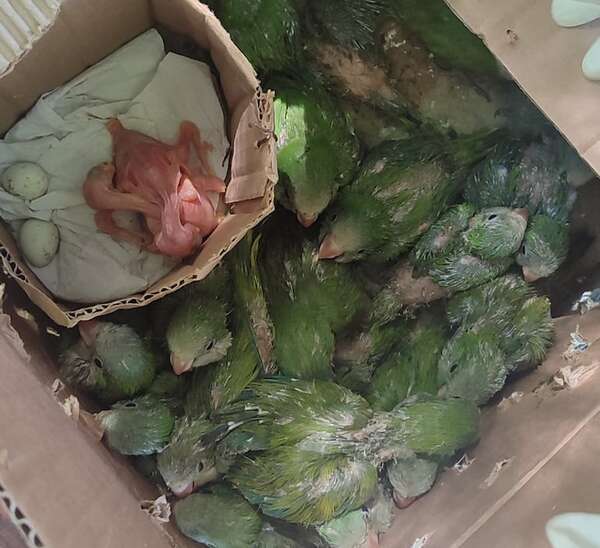 Rescatan a dos docenas de animales silvestres en Caacupé - Nacionales - ABC Color