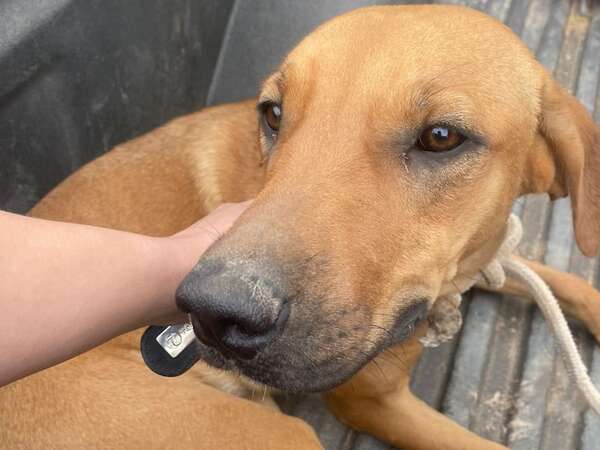 Tras elevación de pena para maltrato animal, activistas hablan de socialización y vigilancia - Nacionales - ABC Color