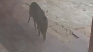 Mujer es atacada por chancho salvaje en el Chaco - SNT