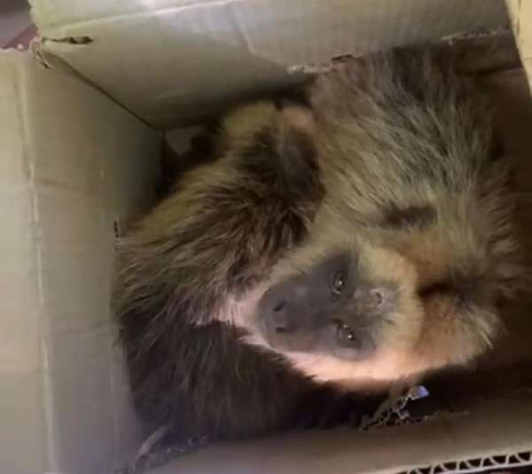 Tráfico de animales: Policía controlará a los comerciantes durante la festividad de Caacupé - Policiales - ABC Color