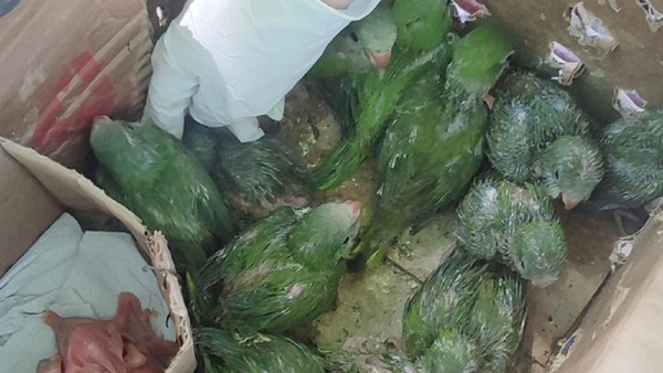 Mades rescata más de 20 animales silvestres durante operativo