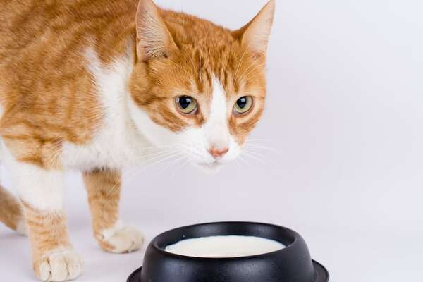 Le damos leche a los gatos ¿sí o no? - Mascotas - ABC Color
