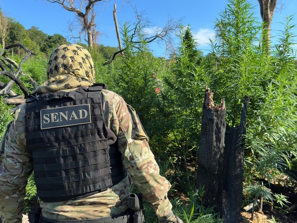 Anulan bases de producción de drogas en zona de influencia de grupos terroristas - 1000 Noticias