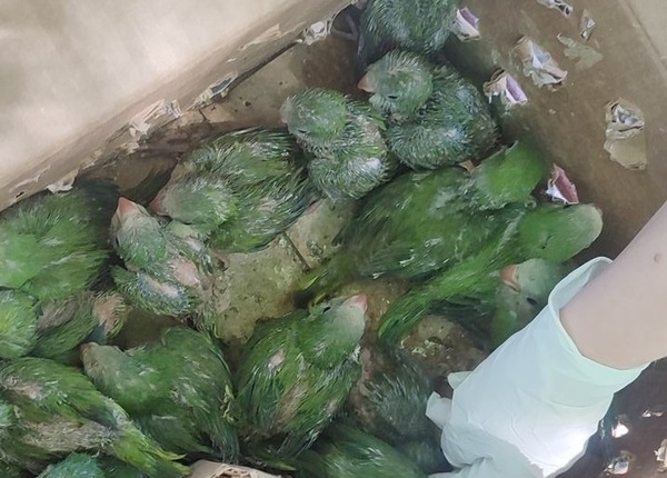 MADES rescató a 24 animales silvestres víctimas de tráfico ilegal