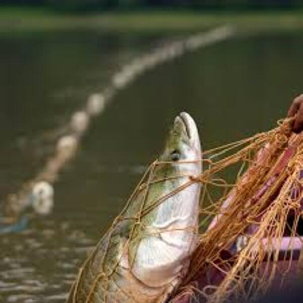 Pronunciada sequía amenaza la pesca sostenible en Amazonía - 1000 Noticias