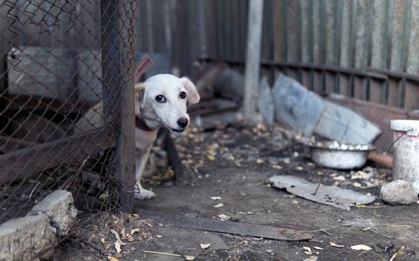 Gobierno endurece penas por maltrato animal