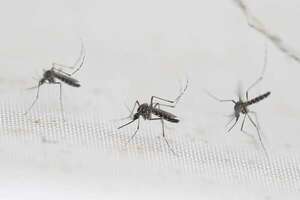 Dengue: notificaciones por casos sospechosos aumentaron en 50%  - Nacionales - ABC Color