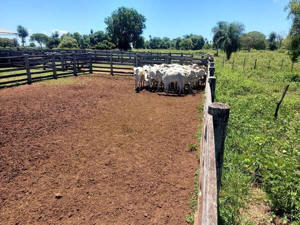 Policía recupera 21 animales vacunos en Puentesiño - Policiales - ABC Color
