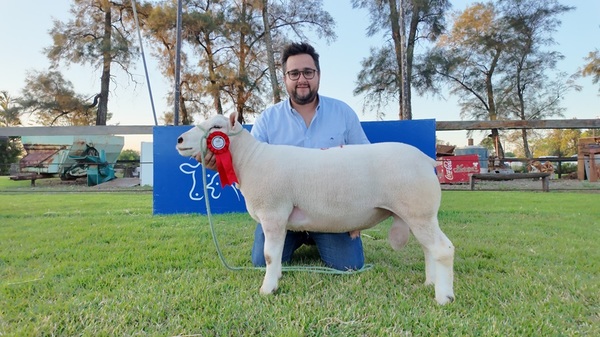 En la Nacional Texel se vendió un carnero a un precio histórico para Paraguay