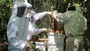 De los humedales, miel orgánica busca conquistar paladar paraguayo