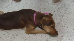 Perrita fue salvajemente ultrajada por un hombre - SNT