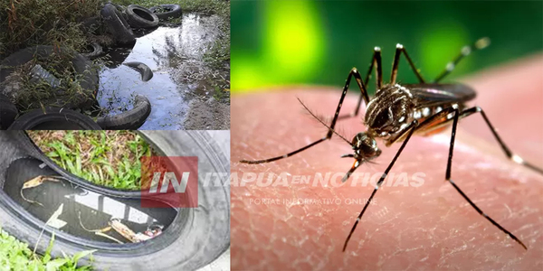 DENGUE: LAS LLUVIAS FAVORECEN LAS CONDICIONES PARA LA REPRODUCCIÓN DEL MOSQUITO TRANSMISOR - Itapúa Noticias