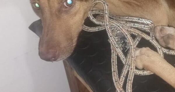 Diario HOY | Repudiable crueldad: perrita fue abusada en Villa Elisa