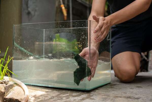 Cómo se limpia una pecera sin dañar a los peces - Mascotas - ABC Color