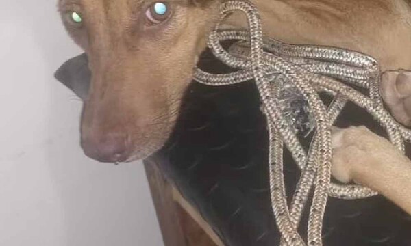 Repudiable crueldad: perrita fue abusada en Villa Elisa – Prensa 5