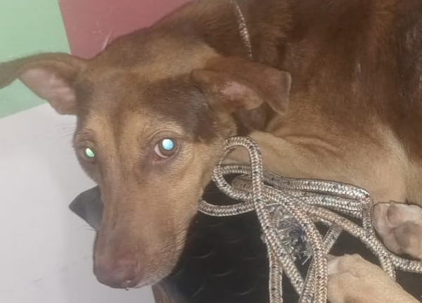Degenerado abusó sexualmente de una perrita en Villa Elisa - Noticiero Paraguay