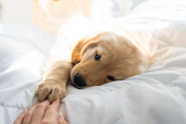 ¡Atención! Cómo saber si mi cachorro está enfermo - Mascotas - ABC Color