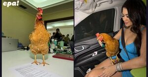 La gallina “Hortensia” se convierte en influencer de conocida marca de la mano de Laurys