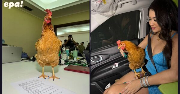 La gallina “Hortensia” se convierte en influencer de conocida marca de la mano de Laurys